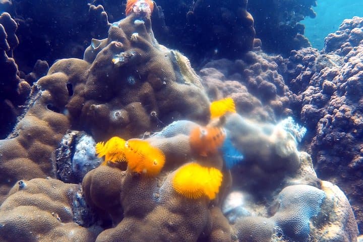 Koh Kood to Koh Rang: 2‑Dive Day Trip from Ko Kut photo 5
