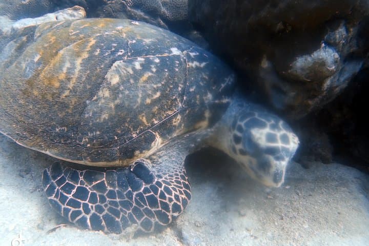 PADI Open Water Diver Course from Koh Kood — 3-Day Reef Certification photo 5