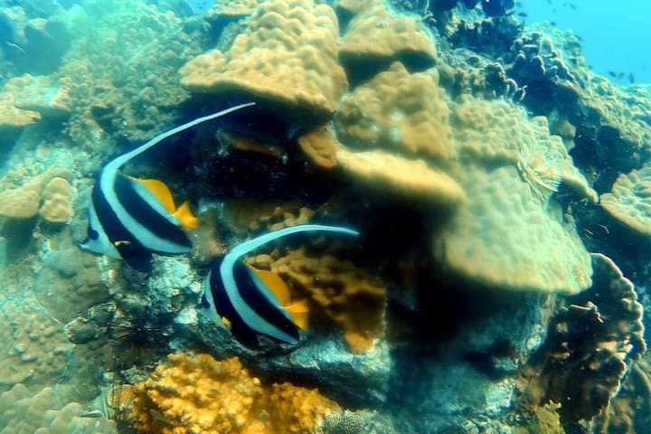 Bubblemaker Dive for Kids on Koh Kood — Shallow Coral Bays & Snorkel Fun photo 4