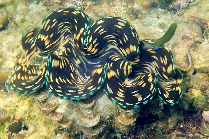 Discover Scuba Diving at Koh Kood — Beginner Reef Dives from Ko Kut photo 3