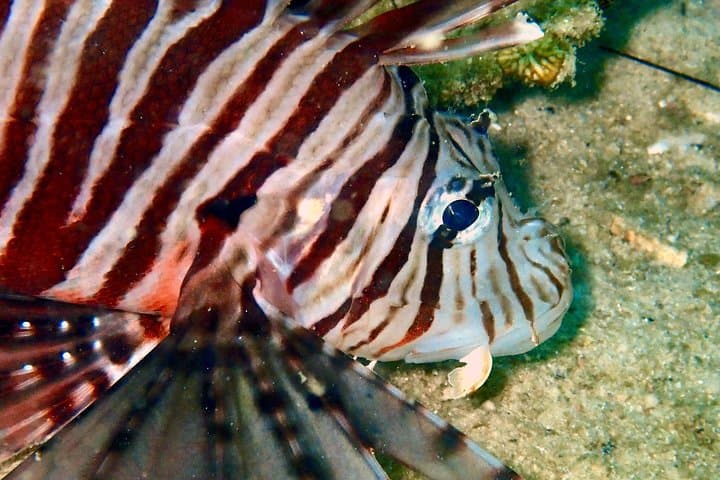 Discover Scuba Diving at Koh Kood — Beginner Reef Dives from Ko Kut photo 4