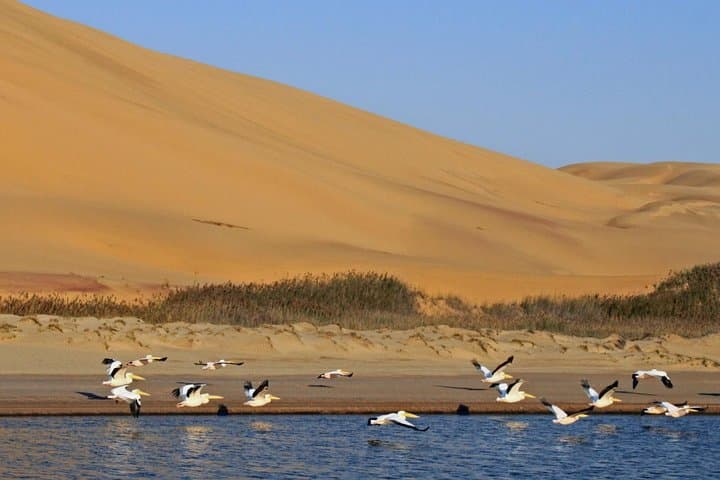 Sandwich Harbour Full-Day 4x4 Excursion from Walvis Bay photo 5