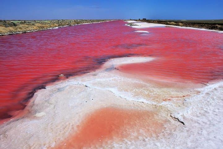 Sandwich Harbour Full-Day 4x4 Excursion from Walvis Bay photo 6