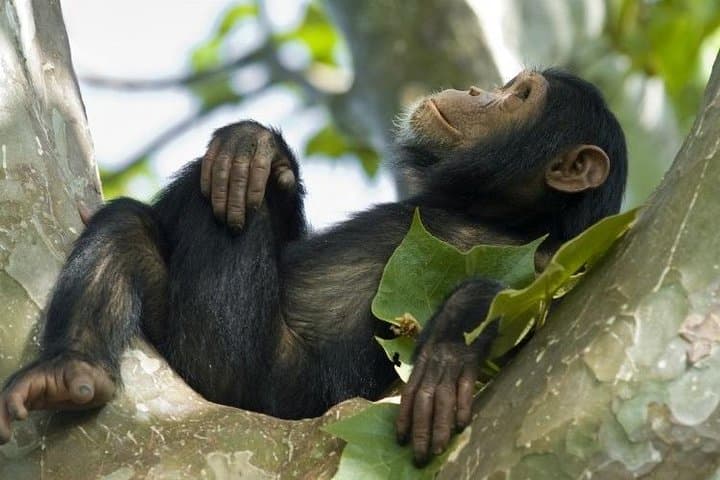 Explore Rwanda in 9 Days: Gorilla Trekking, Nyungwe Canopy Walk & Lake Kivu photo 5