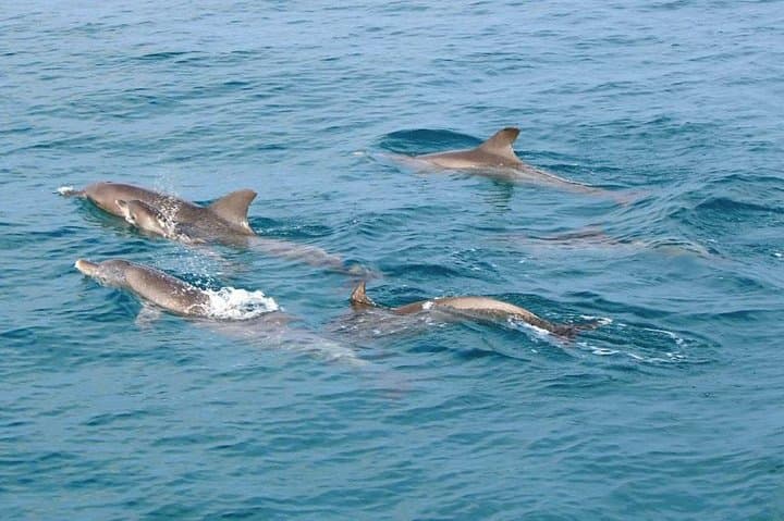 Surin Islands: 3-Day Snorkeling & Moken Village Trip from Phuket photo 2