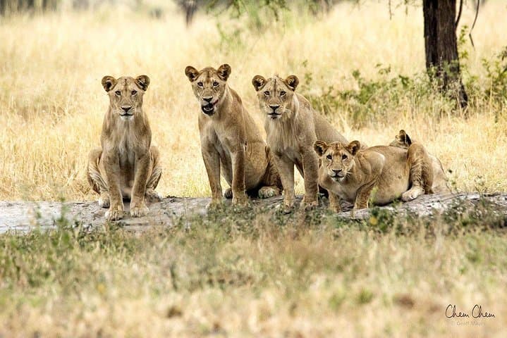 Budget 4-Day Group Safari: Serengeti, Ngorongoro & Tarangire