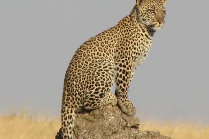 Budget 4-Day Group Safari: Serengeti, Ngorongoro & Tarangire photo 2