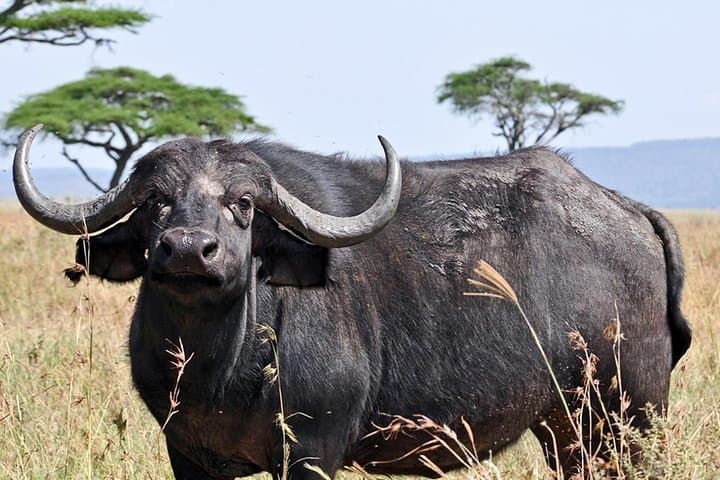 Budget 4-Day Group Safari: Serengeti, Ngorongoro & Tarangire photo 4
