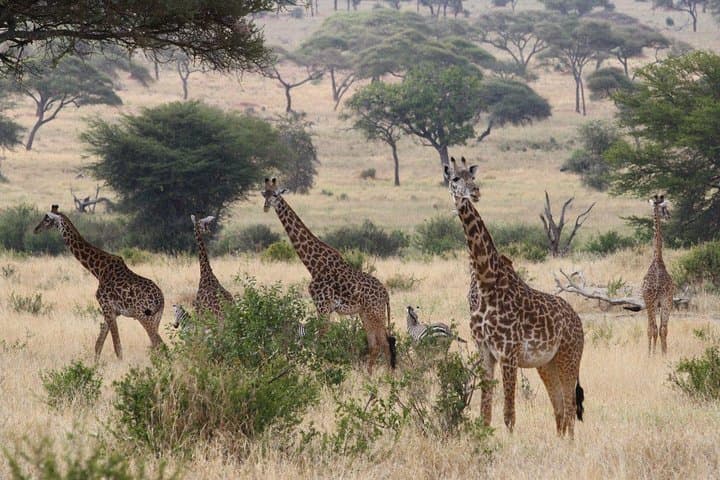 Two-Day Camping Safari: Tarangire & Ngorongoro Crater from Moshi photo 2