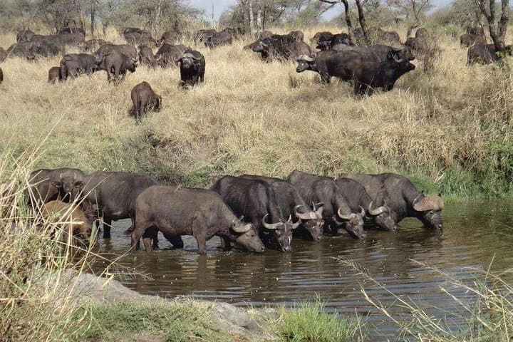 6-Day Mid-Range Safari: Serengeti, Ngorongoro, Lake Manyara & Tarangire photo 3