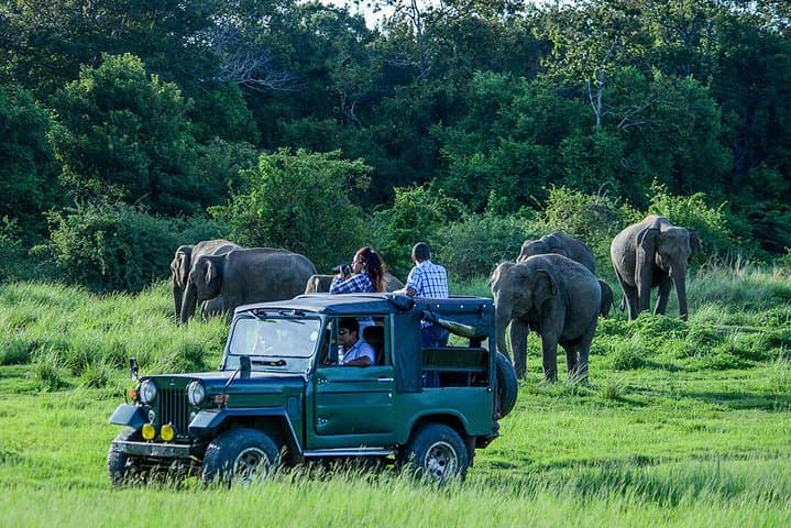 Udawalawe Safari Day Trip — Elephant Safari & Elephant Transit Home Transfer