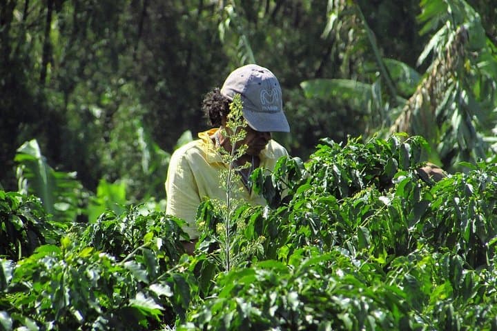 Hacienda Coffee Tour: Seed-to-Cup Experience Near Armenia, Colombia photo 3