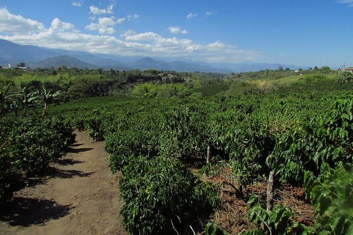 Hacienda Coffee Tour: Seed-to-Cup Experience Near Armenia, Colombia photo 4