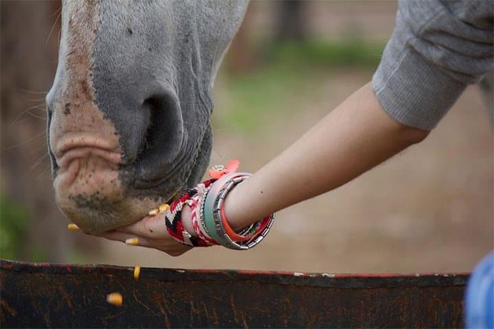 Equine Coaching in Buenos Aires: Confidence Workshops with Gentle Horses photo 5