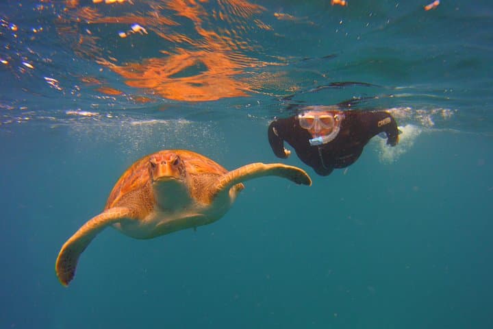 Snorkel with Sea Turtles & Stingrays at Tenerife’s Malpais de Rasca photo 4