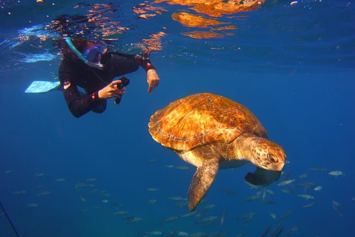 Snorkel with Sea Turtles & Stingrays at Tenerife’s Malpais de Rasca photo 2