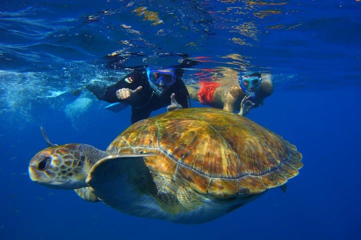 Snorkel with Sea Turtles & Stingrays at Tenerife’s Malpais de Rasca photo 5