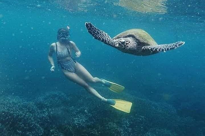 Pigeon Island Snorkeling: Swim with Sharks and Turtles off Nilaveli