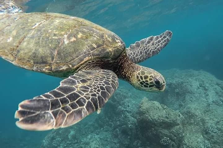 Pigeon Island Snorkeling: Swim with Sharks and Turtles off Nilaveli photo 2