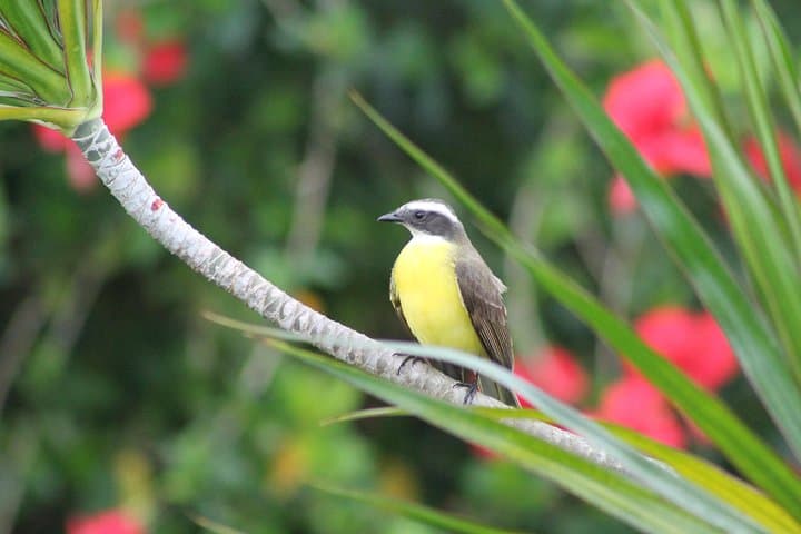 Guanacaste Bird-Watching: Private Wildlife Walk on a Costa Rica Estate