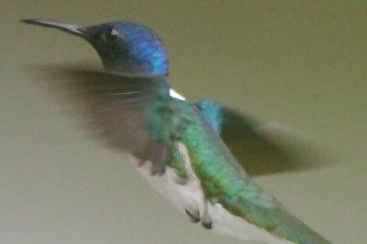 Guanacaste Bird-Watching: Private Wildlife Walk on a Costa Rica Estate photo 2