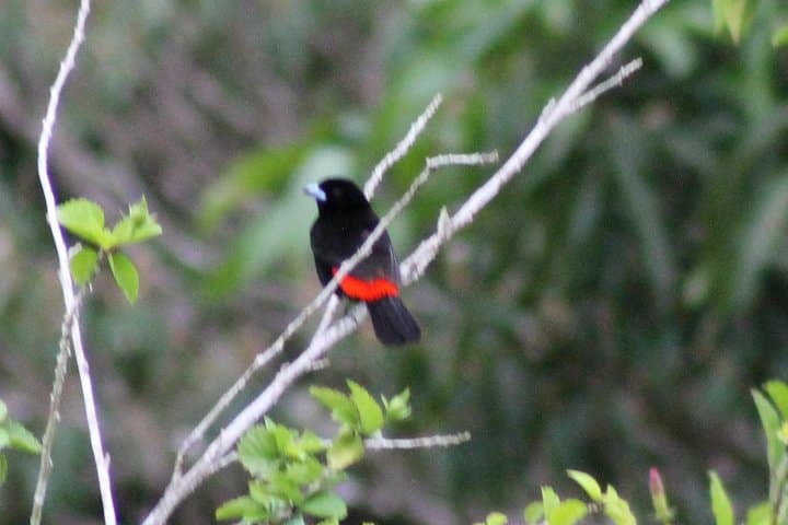 Guanacaste Bird-Watching: Private Wildlife Walk on a Costa Rica Estate photo 3