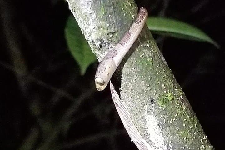 Nuevo Arenal Night Tour: 2-Hour Jungle Wildlife Hike