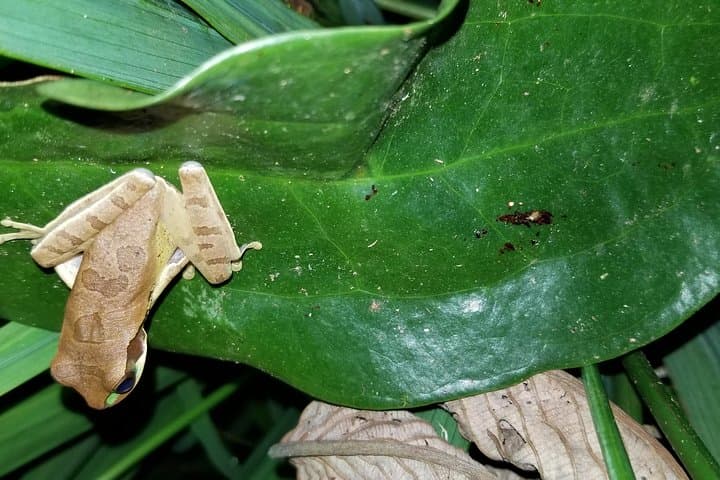 Nuevo Arenal Night Tour: 2-Hour Jungle Wildlife Hike photo 2