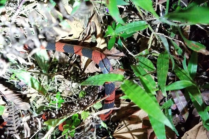 Nuevo Arenal Night Tour: 2-Hour Jungle Wildlife Hike photo 3