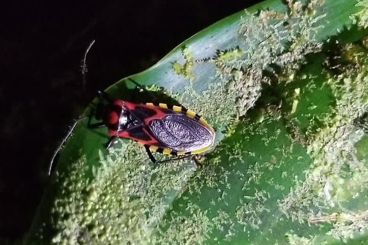 Nuevo Arenal Night Tour: 2-Hour Jungle Wildlife Hike photo 4