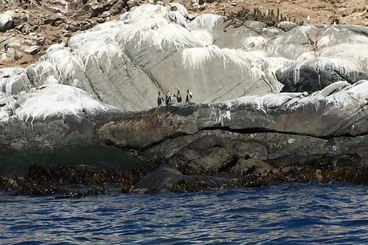 Private Cachagua Penguin-Watching Boat Tour from Santiago with Lunch photo 3