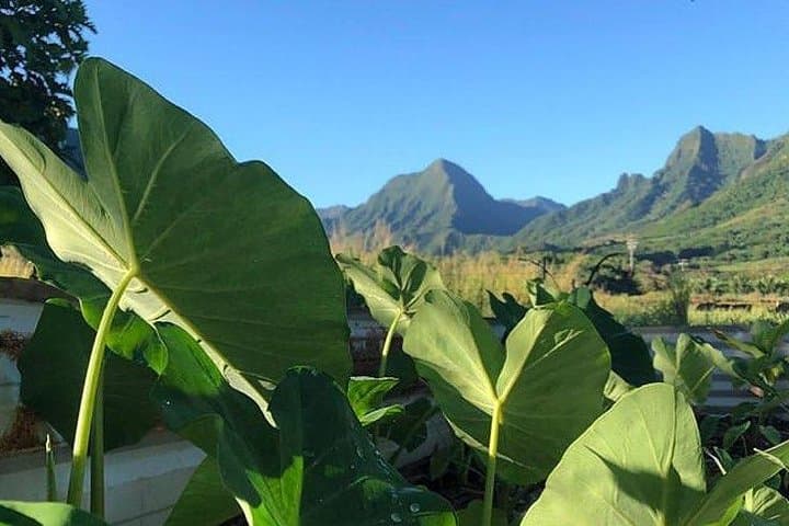 Explore Kualoa’s Ancient Moliʻi Fishpond and Tropical Gardens — Kualoa Grown Tour photo 4