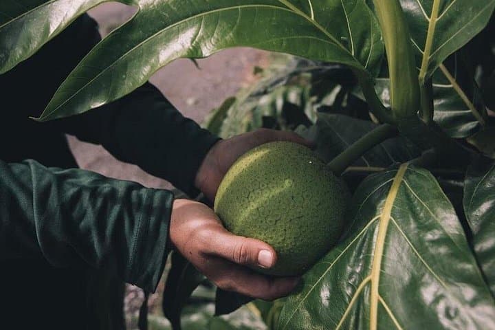 Explore Kualoa’s Ancient Moliʻi Fishpond and Tropical Gardens — Kualoa Grown Tour photo 5