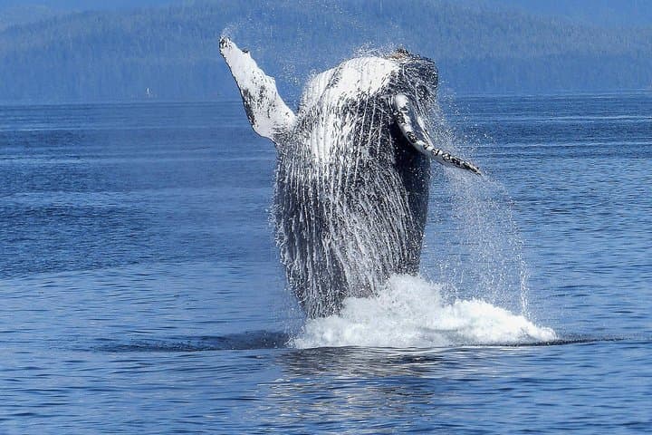 Kona Whale & Dolphin Watch — Humpbacks, Spinner Dolphins & Hydrophone Cruises