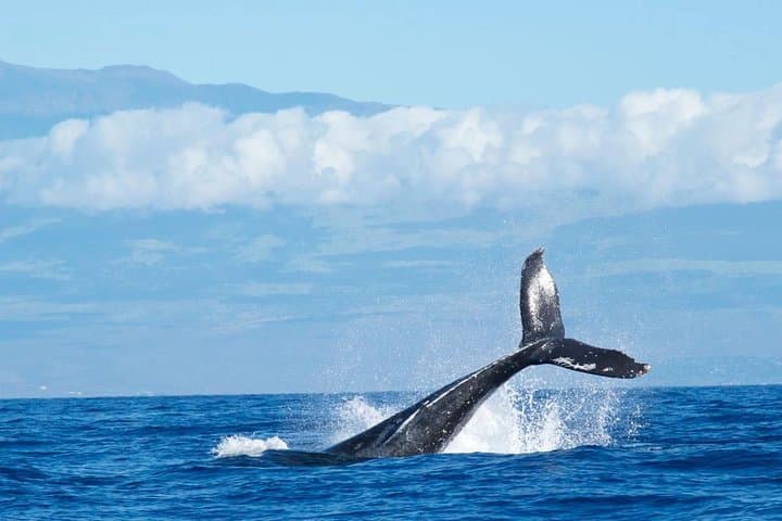 Kona Whale & Dolphin Watch — Humpbacks, Spinner Dolphins & Hydrophone Cruises photo 2