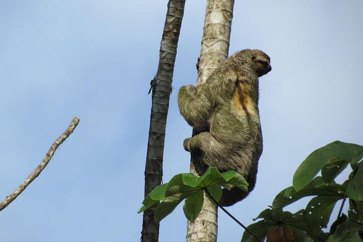 Sloth Park Adventure La Fortuna — Walk with Sloths and Make Cane Juice photo 2