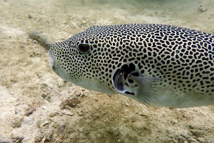 Discover Scuba Diving at Koh Kood — Beginner Reef Dives from Ko Kut photo 6