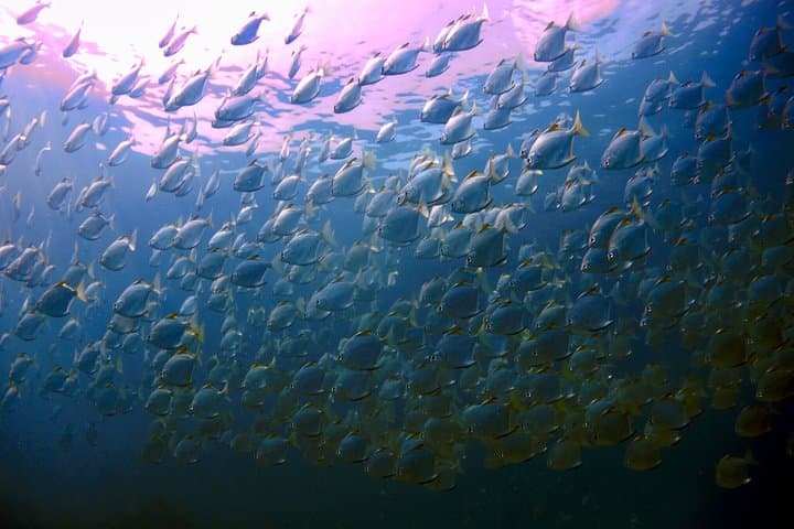 Ko Kut Night Beach Dive: Bang Bao Bay Night Scuba Adventure photo 5