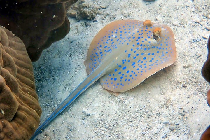 Ko Kut Night Beach Dive: Bang Bao Bay Night Scuba Adventure photo 2