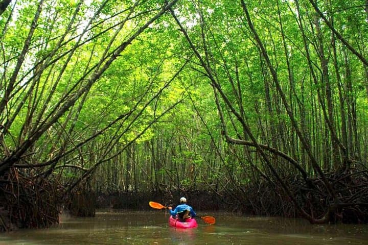 Early-Start Mangrove & Limestone Canyon Kayak Tour in Krabi