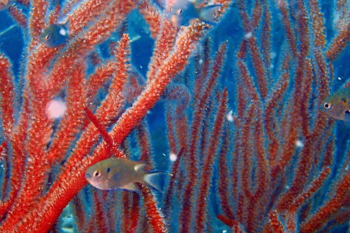 Ko Kut to Koh Rang Snorkel Day Trip — Koh Kood Boat Tour Guide photo 6