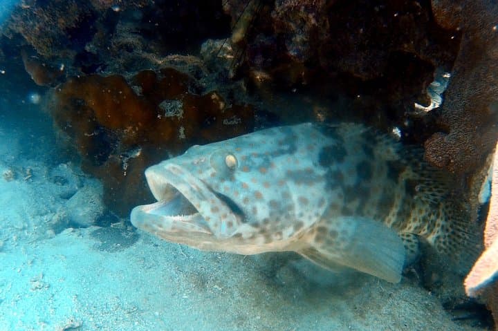 Koh Kood to Koh Rang: 2‑Dive Day Trip from Ko Kut