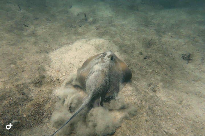 Koh Kood to Koh Rang: 2‑Dive Day Trip from Ko Kut photo 2