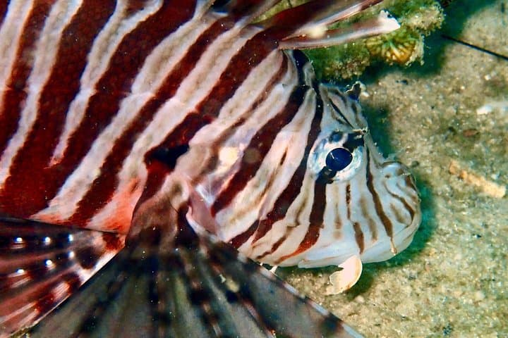 Ko Kut Night Beach Dive: Bang Bao Bay Night Scuba Adventure photo 3