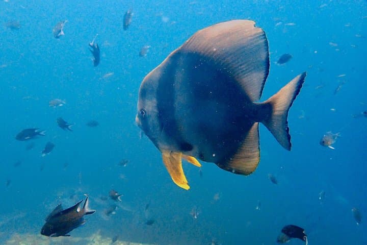 Ko Kut Night Beach Dive: Bang Bao Bay Night Scuba Adventure photo 6