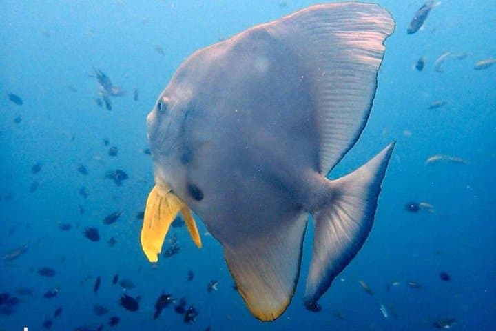 PADI Advanced Open Water Diver Course on Koh Kood — Deep, Navigation & Specialty Dives photo 4