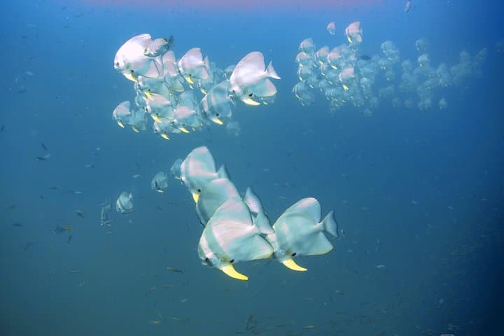 PADI Advanced Open Water Diver Course on Koh Kood — Deep, Navigation & Specialty Dives photo 5