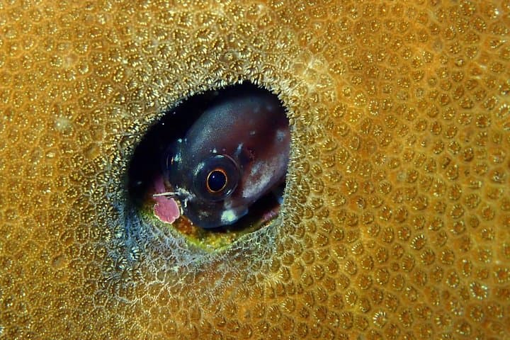 PADI Advanced Open Water Diver Course on Koh Kood — Deep, Navigation & Specialty Dives photo 6