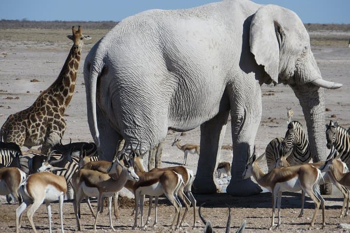 4-Day Etosha National Park Safari — Waterhole Game Drives & Wildlife Viewing photo 1