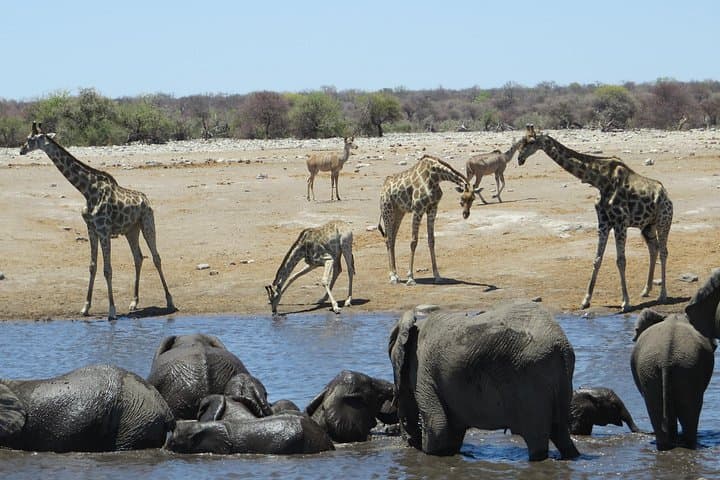 4-Day Etosha National Park Safari — Waterhole Game Drives & Wildlife Viewing photo 2